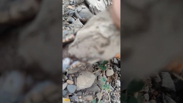 змея смотреть онлайн