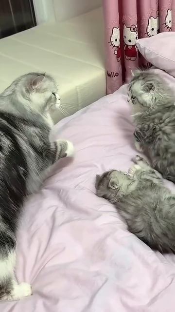 Семейные разборки😀