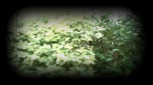 Частный сектор в Германии, город Целле (Celle)