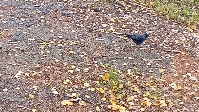 галка? смотреть онлайн