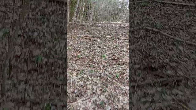 31.03.2024 г. В лесу поработали лесные и болотные дровосеки - бобры! Полюбуйтесь на их работу!