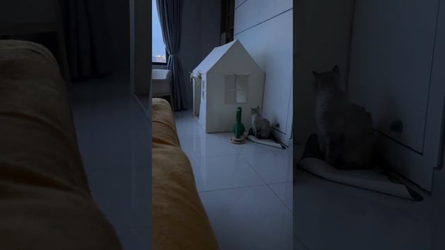 Лелик охраняет свой домик 😅 смотреть онлайн