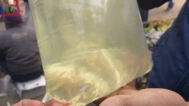 RECENT AQUARIUM FISH PRICE AT GALIFF STREET MARKET | CHEAPEST FISH WHOLESALER | 30TH JAN 2022 VISIT смотреть онлайн