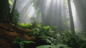 Звуки птиц и шум джунглей. Добро пожаловать в тропики для релакса #relax