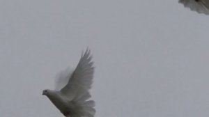 Николаевские Голуби Никулина Nikolaevskie Pigeons Part 14