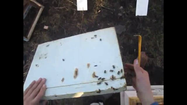 Пересаживаем пчёл