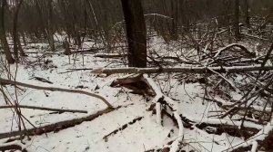 Иду по лесу от новой до старой дороги