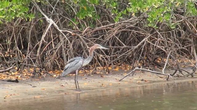Reuzenreiger / Goliath Heron - Toubacouta (Senegal) - 22/01/2020 смотреть онлайн