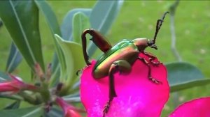 Летающий жук в замедленной съемке