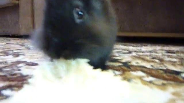 Bonya ест пекинскую капусту!!! смотреть онлайн