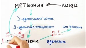 Кто на самом деле разрушает ваши сосуды?  Что такое гомоцистеин и чем он опасен?
