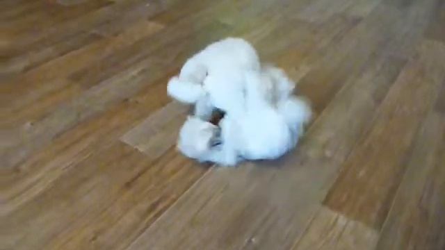 Жамарик и Жан смотреть онлайн