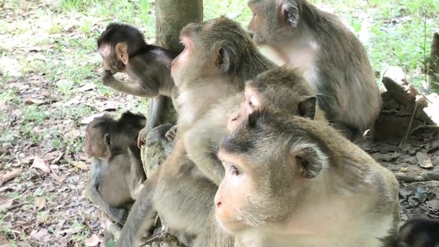 Angkor Monkey Group Meeting Tourist Girl - Funny monkey With Girl Near angkor wat смотреть онлайн