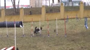 03.11.13 Борздой Ольга и бк Джая, джампинг