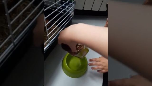 Со мной канал lol Surprise тляумбетовп смотреть онлайн