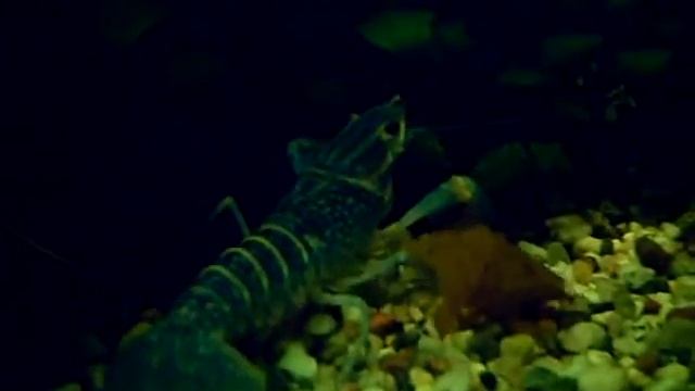 Mein neues Cherax quadricarinatus - Männchen смотреть онлайн