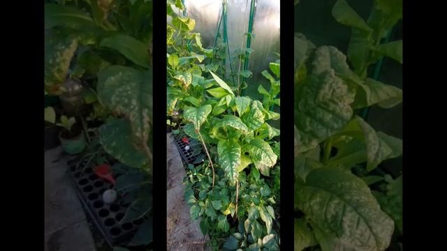 выращивание табака сорта самсун | #табак смотреть онлайн