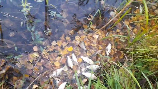 Уловистое место на озере в Сибири. Наловил половину ведра рыбы за 30 минут. Уловистая наживка