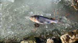 Пришла весна не всем рыбкам удалось перезимовать.