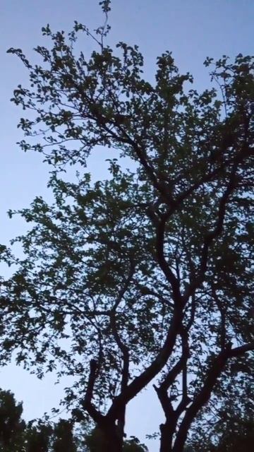 Слушать со звуком. Пение птиц у меня на даче. Реальный звук, снятый на телефон #shorts