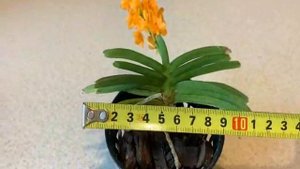 Аскоцентрум миниатум (Ascocentrum miniatum).