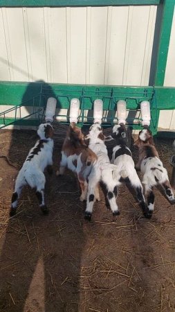 Камерунские козочки на кормлении