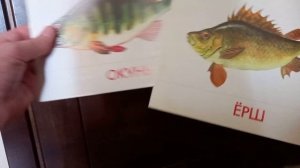 Как отличить ерша от окуня