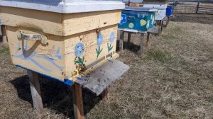 Пчелка летает, душа радуется.