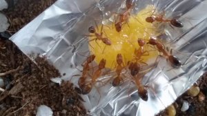 Camponotus pseudoirritans ants loving there honey!