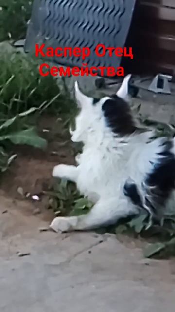 Декристол 20000 Купить