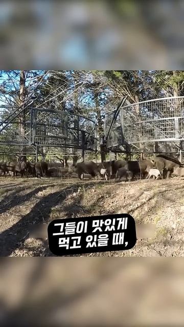 한국과 차원이 다르다는 미국 멧돼지 포획방식ㅎㄷㄷ смотреть онлайн