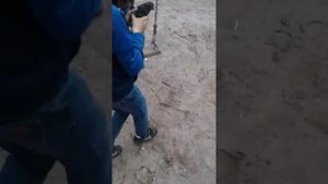 Мы поймали голубя