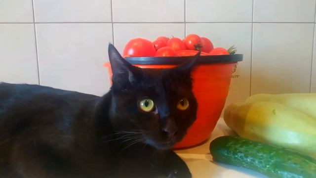 Мейн кун Степа и кот Тихон. Ни дня без овощей.