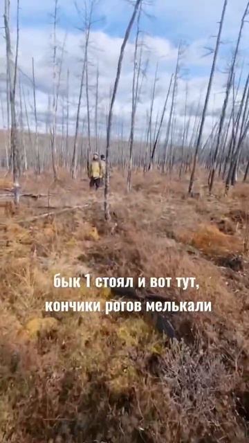 ОХОТА НА ИЗЮБРЯ / ЭКСПЕДИЦИЯ В СИБИРЬ ЧАСТЬ 14 /   ФАКТ О БЫКЕ смотреть онлайн