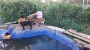 Пруд из бетона своими руками.