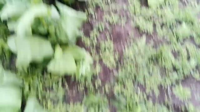 Табак, ливни, гроза смотреть онлайн