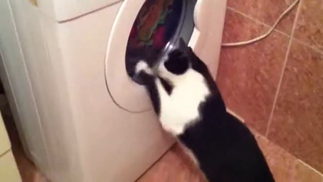 Кот и стирка белья! Prikol2014 смотреть онлайн