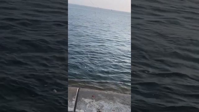 Unforgettable fight with the barracuda… #fishing #fish #trending #mancing #viral
