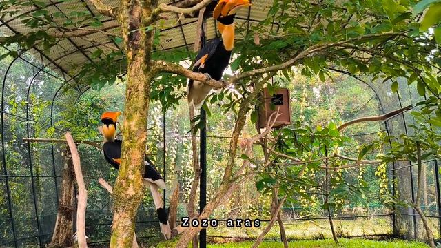 Burung Paling Langka Di Dunia, Ini Suka Makan Anak Ayam Dan Tikus, Burung Rangkok смотреть онлайн