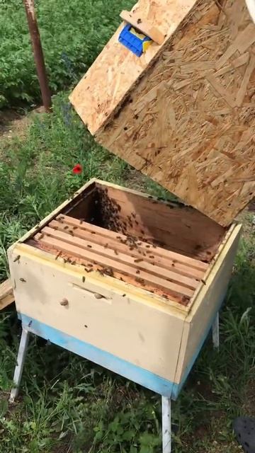 Пересадили рой с ловушки в улей