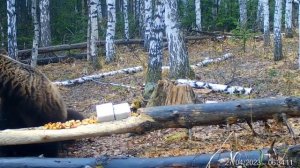 выход медведя на солонец. весенняя охота на медведя 2023