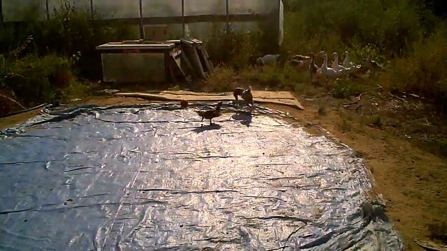 Утка и собака смотреть онлайн