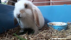 Декоративный вислоухий кролик