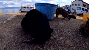 Коты мафиози воруют рыбу в порту