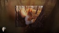 Наши братья меньшие.