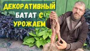 Урожай декоративных бататов