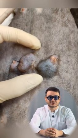 Кастрация кошки