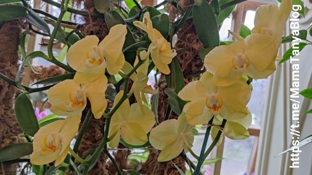 Весна в оранжереях Царицыно смотреть онлайн