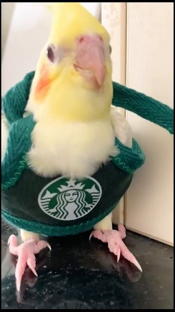 МЫШКА ПОПУГАЙ ЗАЯЦ ПЕТУХ смотреть онлайн