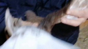 Мелитопольские голуби. В гостях у Димы Колбасова...